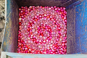 Corn seed chemically treated