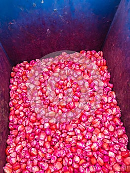 Corn seed chemically treated