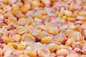 Corn seed chemically treated for seeding. Chemically treated corn seed ready for seeding. Science applied in