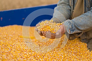 Corn seed in hand of farmer.