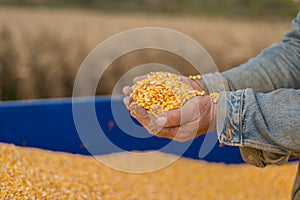 Corn seed in hand of farmer.