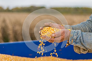 Corn seed in hand of farmer.