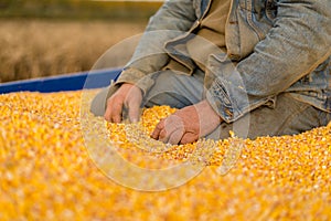 Corn seed in hand of farmer.