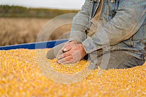 Corn seed in hand of farmer.