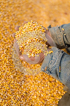 Corn seed in hand of farmer.