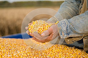 Corn seed in hand of farmer.