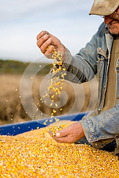 Corn seed in hand of farmer.