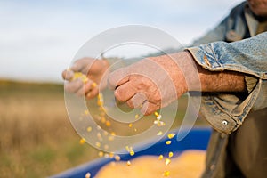Corn seed in hand of farmer.