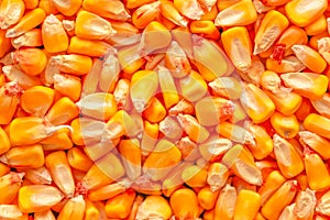 Corn seed kernels heap