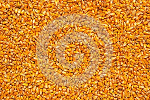 Corn seed kernels heap