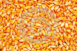 Corn seed kernels heap