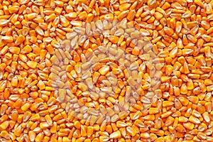 Corn seed kernels heap