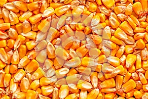 Corn seed kernels heap