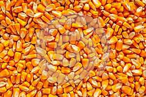 Corn seed kernels heap
