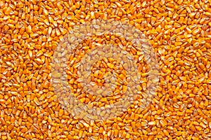 Corn seed kernels heap