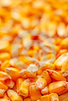 Corn seed kernels heap