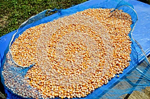 Corn seed kernels texture