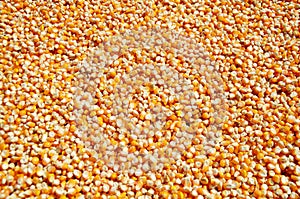 Corn seed kernels texture