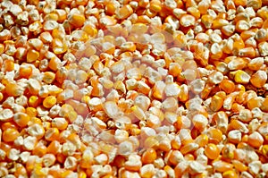 Corn seed kernels texture