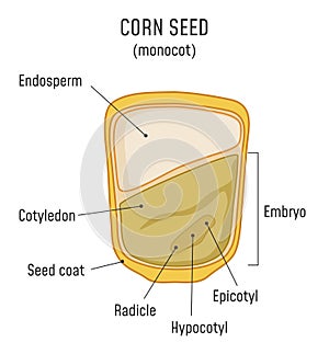 Corn Seed Structure Monocot