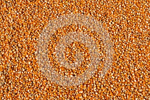 Corn seed texture and agriculture background.