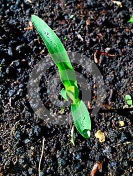 Corn seedling