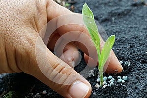 Corn seedling with hand