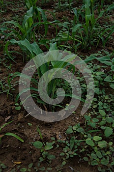 Corn seedlings , Corn , sprout