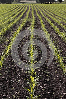 Corn seedlings crop field in spring