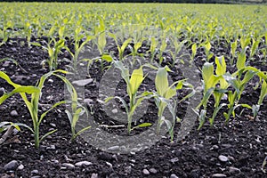 Corn seedlings crop field in spring