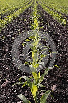 Corn seedlings crop field in spring photo