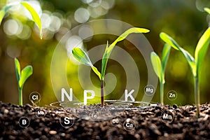Corn seedlings grow from fertile ground and have technology icons about minerals in the soil suitable for crops.