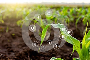 Corn seedlings grow from fertile ground and have technology icons about minerals in the soil suitable for crops