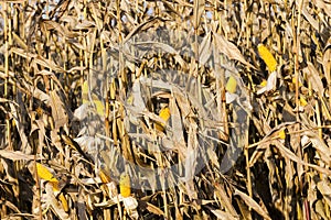 corn seeds autumn field