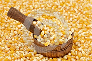 Corn seeds background. Raw mais with wooden scoop