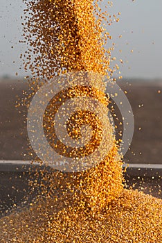 Corn seeds being unloaded from a combine