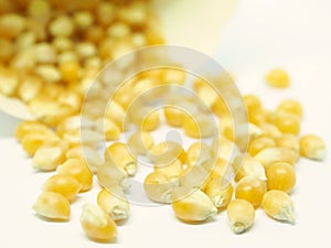 Corn seeds close up