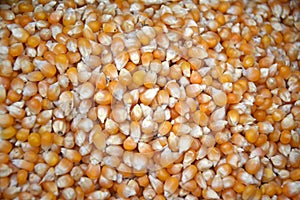 Corn seeds.It is delicious and healthy food. Fast yielding seed