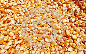 Corn seeds are dried in the sun ,texture of dry corn seeds