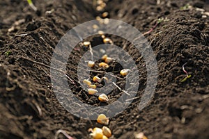 Corn seeds in fertile soil, closeup. Vegetables growing