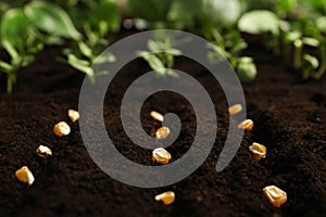 Corn seeds in fertile soil. Vegetables growing