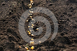 Corn seeds in fertile soil. Vegetables growing