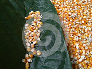 Corn seeds on the leaves of a brown tree set in corn seeds photo