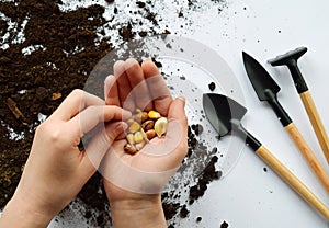 Corn seeds, pumpkins and beans in hand. Seeding or planting a plant on soil background. Natural background for advertisements