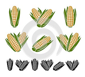 Corn set. Collection icon corn. Vector