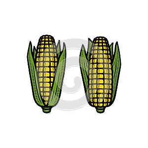 Corn set. Collection icon corn. Vector