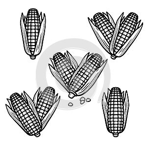 Corn set. Collection icon corn. Vector