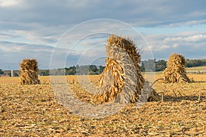 Corn Shocks in Farm Field photo