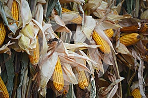 Corn Shucks photo