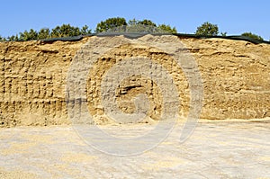 Corn silage photo